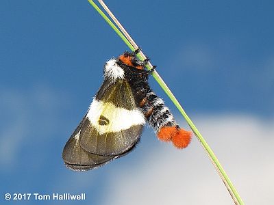 Nevada Buck Moth